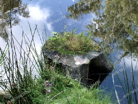 Baumstumpf im Wasser 