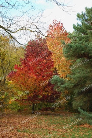 Berliner Herbst