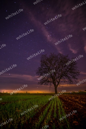 Lonely Tree