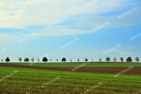 Eine symmetrische Baumreihe hinter einem gepfl?gten Feld. A symmetrical row of trees behind a plowed field.