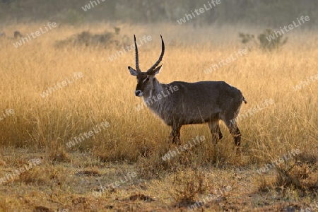 Wasserbock (Kobus ellipsiprymnus), am fr?hen Morgen im Gegenlicht, Masai Mara, Kenia, Afrika