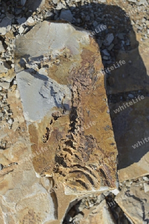 ca. 300 Millionen Jahre alte Fossilien des Mesosaurus tenuidens bei Keetmanshoop, Namibia, Afrika