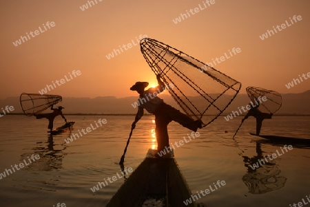 Fishermen at sunrise in the Landscape on the Inle Lake in the Shan State in the east of Myanmar in Southeastasia.