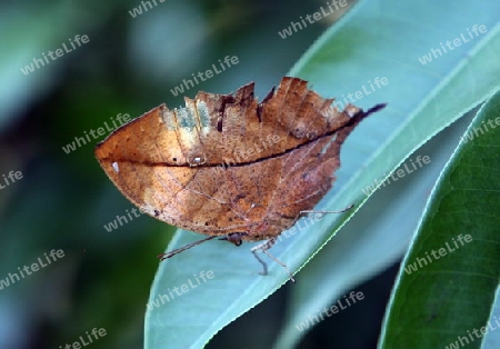 the Butterfly parc in the village of Hunawihr in the province of Alsace in France in Europe