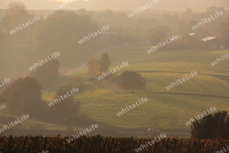 Nebellandschaft