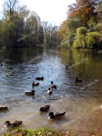 Enten am See