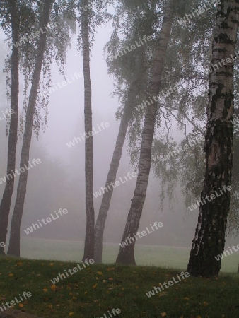 birke im Nebel