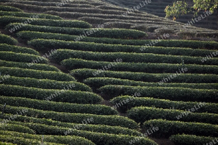 Die Landschaft mit Tee Plantagen beim Bergdorf Mae Salong in der Huegellandschaft noerdlich von Chiang Rai in der Provinz Chiang Rai im Norden von Thailand in Suedostasien.