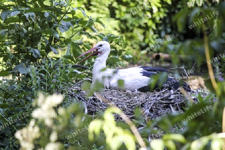 Wei?storch im Nest