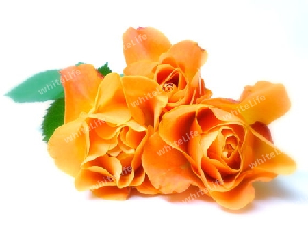 orange Rosen