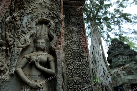 The Temple of  Ta Prohm in the Temple City of Angkor near the City of Siem Riep in the west of Cambodia.