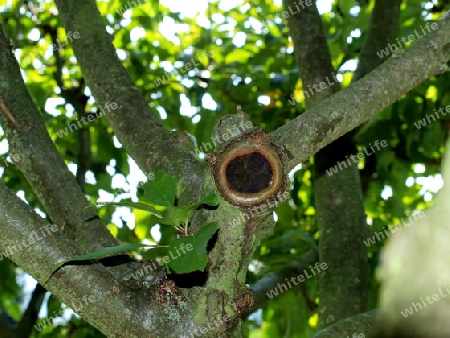 Stumpf am Baum