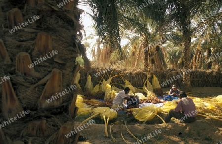 Afrika, Tunesien. Douz
Ein Beduine bei der Dattel Ernte in der Dattel Plantage in der Oase Douz im sueden von Tunesien. (URS FLUEELER)






