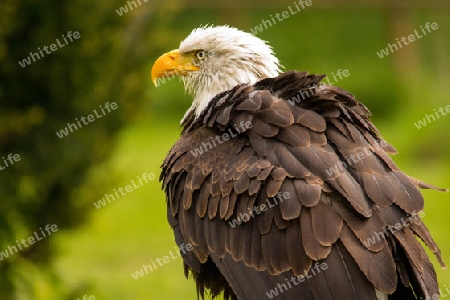 Wei?kopf-Seeadler