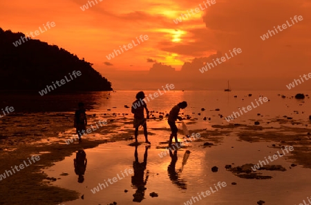 A Beach on the Island of Ko PhiPhi on Ko Phi Phi Island outside of the City of Krabi on the Andaman Sea in the south of Thailand. 