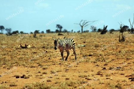 Safari