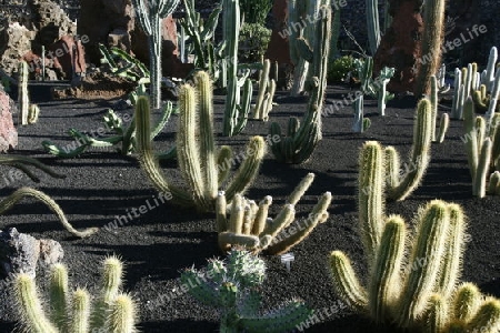 EUROPA, SPANIEN, ATLANTISCHER OZEAN, KANAISCHE INSELN, KANAREN, LANZAROTE, INSEL, GUATIZA, KAKTUS GARTEN, KAKTUS, CACTUS, PFLANZEN, NATUR, KEKTEENDie Kaktus Anlage im Kaktus Garten bei Guatiza im Osten der Insel Lanzarote auf den Kanarischen Inseln.