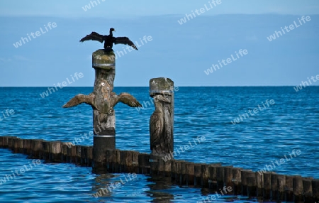 Kormoran, Phalacrocorax carbo