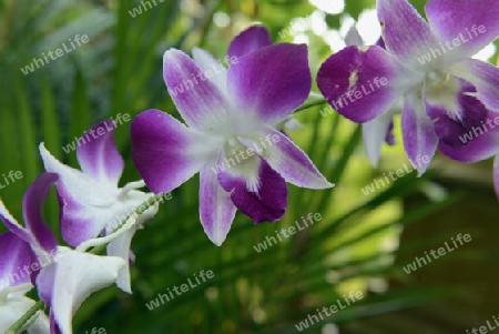 Orchidee Flowers in a Hotel Garden in City of Ayutthaya in the north of Bangkok in Thailand, Southeastasia.