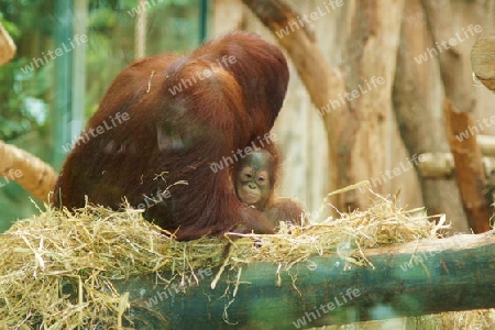 Orang Utan mit Baby