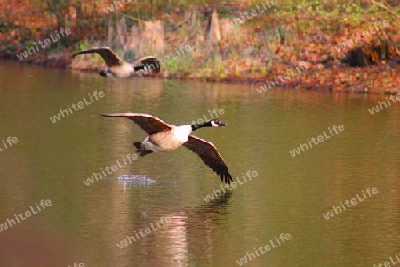 Wild Gans im Flug