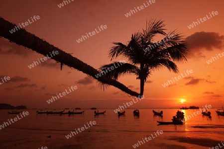 Der Strand  von Hat Sai Ri auf der Insel Ko Tao im Golf von Thailand im Suedwesten von Thailand in Suedostasien. 