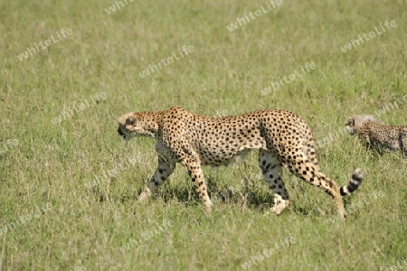 Gepard 