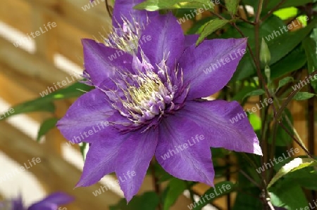 Clematis