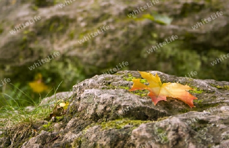 ein gefallenes Blatt