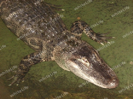 Aligator