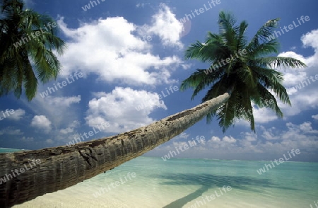 
Der Traumstrand mit Palmen und weissem Sand an der Insel Velavaru im Southmale Atoll auf den Inseln der Malediven im Indischen Ozean.   