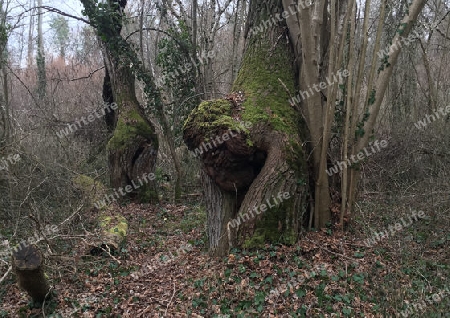 verknorpelter Baum