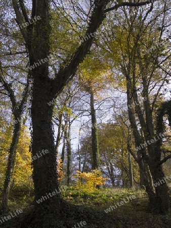 Herbst im Park