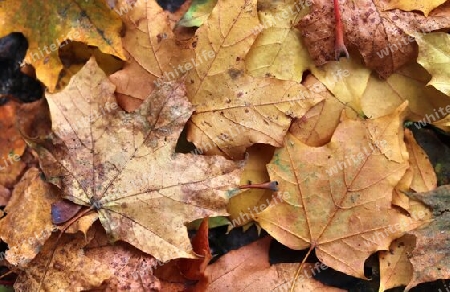 Colorful autumn leaves for backgrounds or textures