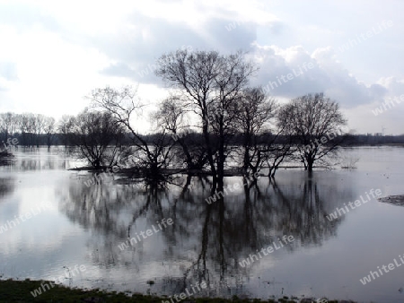 B?ume im Hochwasser