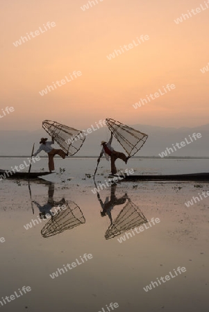 Fishermen at sunrise in the Landscape on the Inle Lake in the Shan State in the east of Myanmar in Southeastasia.