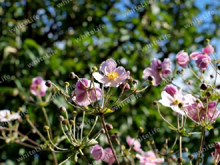 Gartenblume Anamone