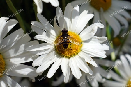 Schwebfliege an Margerite