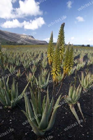 a Aloe Vera cactus Plantation the Island of Lanzarote on the Canary Islands of Spain in the Atlantic Ocean. on the Island of Lanzarote on the Canary Islands of Spain in the Atlantic Ocean.
