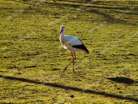 Storch stolziert ueber gruene Wiese