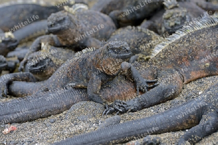 Meerechse (Amblyrhynchus cristatus), Unterart der Insel Isabela, Puerto Villamil,  Galapagos , Unesco Welterbe, Ecuador, Suedamerika