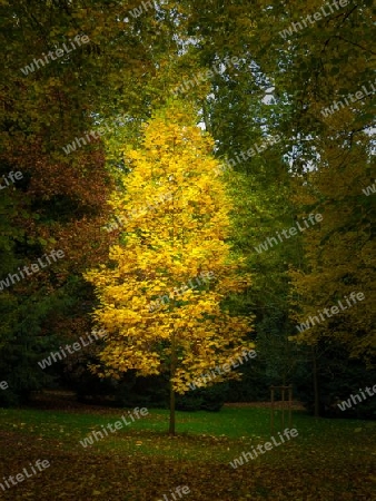 Kleiner Baum