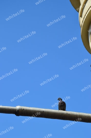 Taube auf dem Ampelmast