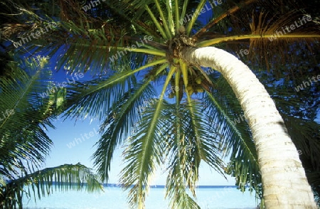 
Der Traumstrand mit Palmen und weissem Sand an der Insel Velavaru im Southmale Atoll auf den Inseln der Malediven im Indischen Ozean.   