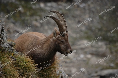 Steinbock