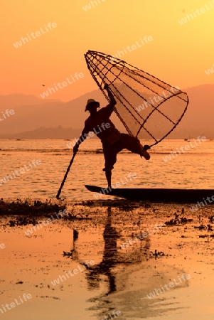 Fishermen at sunset in the Landscape on the Inle Lake in the Shan State in the east of Myanmar in Southeastasia.