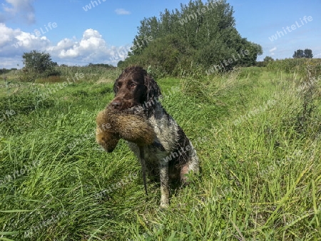 Jagdhund mit Nutria