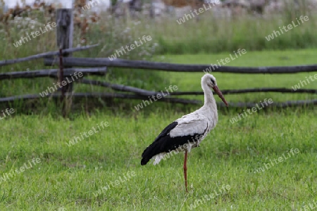 Weissstorch, Ciconia ciconia