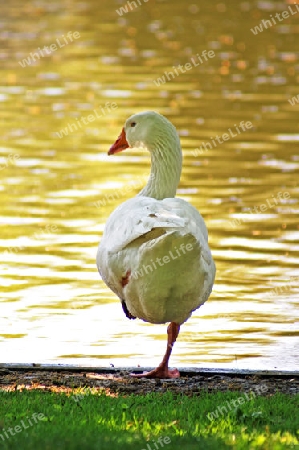 Goldene Gans