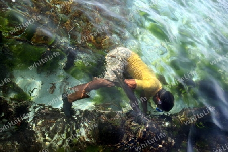 Die Ernte in der Seegrass Plantage auf der Insel Nusa Lembongan der Nachbarinsel von Bali, Indonesien.